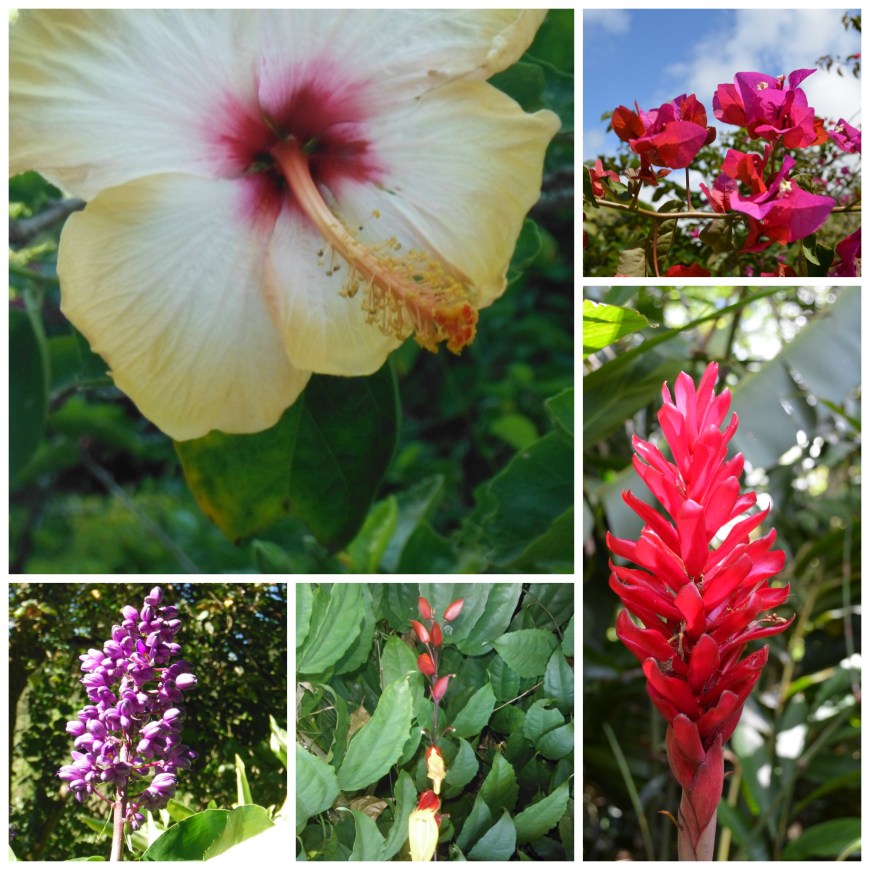 waimea flowers